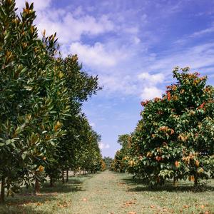চলনা দুরে হারিয়ে যাই