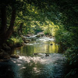 助眠轻音乐 小溪流水白噪音