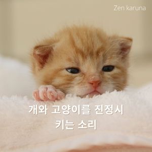 개와 고양이가 듣고 싶어하는 노래