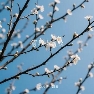 清风上南枝 (Cover 顾叮当)