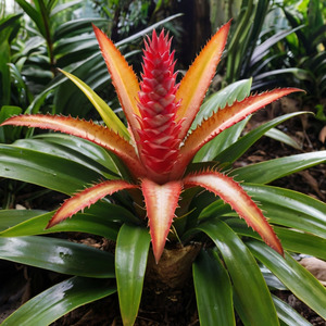 Bromelia