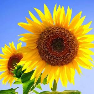 喜欢你没道理.wav