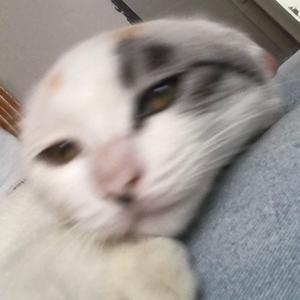 深夜诗人（翻自 洛天依）