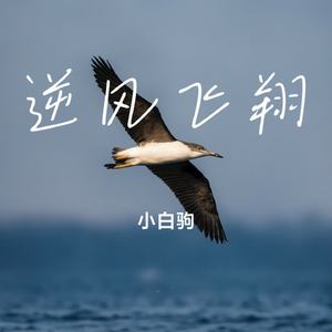 逆风飞翔
