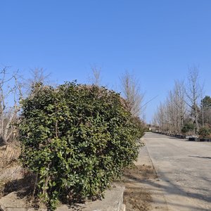 不经意流淌的幸福