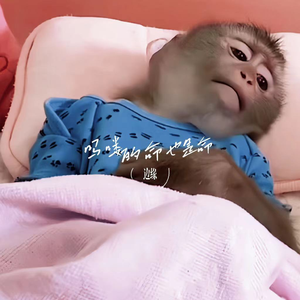 吗喽的命也是命