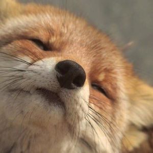 算了（翻自：万妮达）