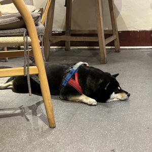 扑火