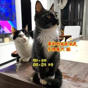 最好的风水就是家里养只猫 (爵士版)