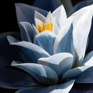 未说的告别（那场未说出口的告别）