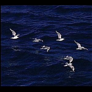 RangBaLa (壤巴拉)