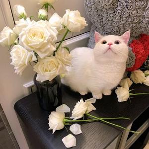 我在你身后（你说想去看北方的冬天）（翻自 李飘飘）