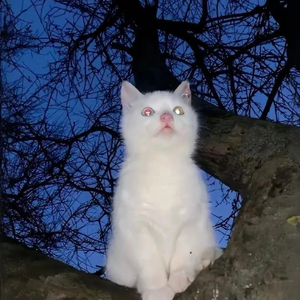 [FREE]''flashback''-XMASwu(吴骜) x keshi Type Beat