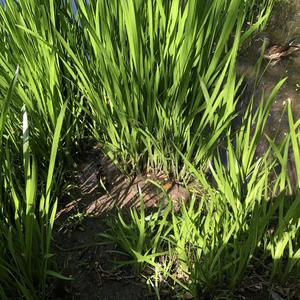 《奢望》词曲唱 赵鑫