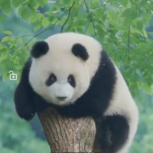 《福气打滚啦.接住嘛》