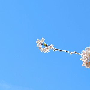 木漏れ日 (feat. 初音ミク)