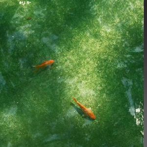 你是我年少求剑时刻的舟