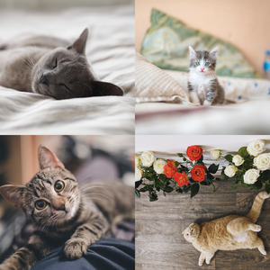 诗意的可爱猫咪节奏