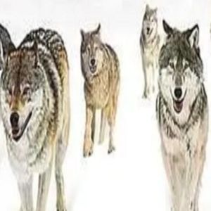 我为你唱一曲青衣