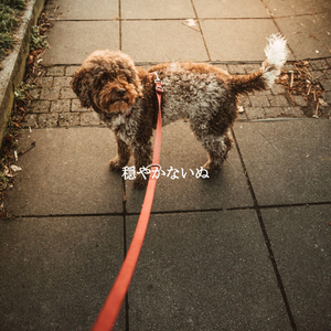 Background for A Haven of Peace