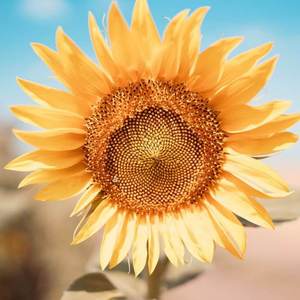 最美的古典音乐集20