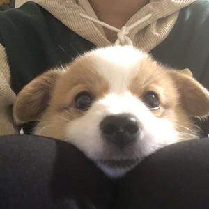 梦在黎明破晓时（翻自 盘尼西林）