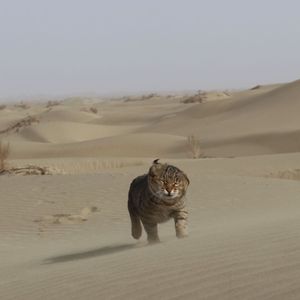 打上花火(Demo)-尤克里里