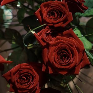 玫瑰无原则 心动至上