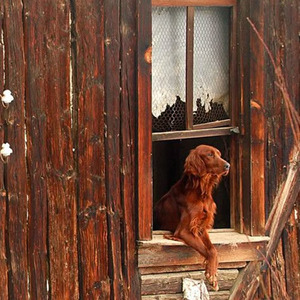 DELRESTO (nightcore)