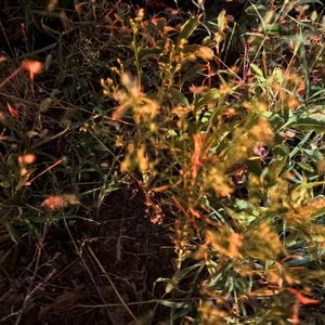 The land of dream（梦境之地2.0）