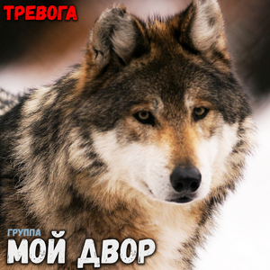 Милые зеленые глаза