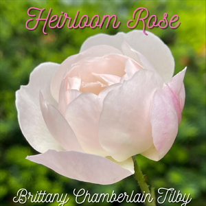Heirloom Rose (feat. Ryan Tilby)