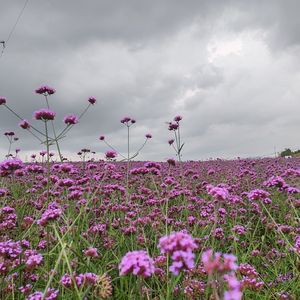 2023.8.3《漫漫亦慢慢》刘兰秋