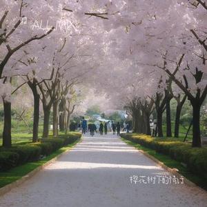 樱花树下的情话