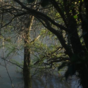 Distant Personality of the Year