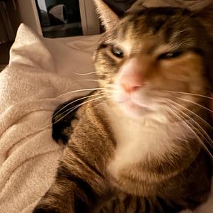 Chunky Little Shadow