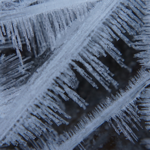 Mycelium Meditation (Vocal Version)