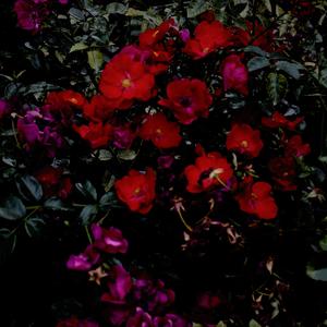 Celebration of Flowers