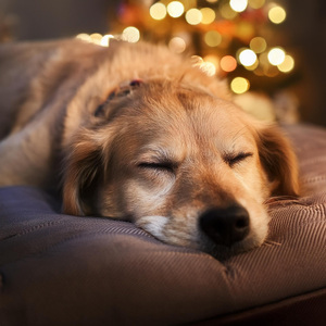 El Arte De La Música Para Mascotas