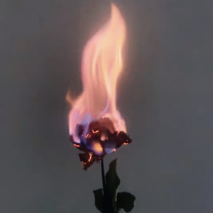 我本一醉天涯 游走京惜繁华