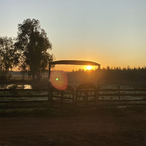 Amor del ko'eti (Demo)