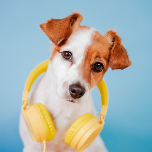 Tail Wag Peace Ambient Music
