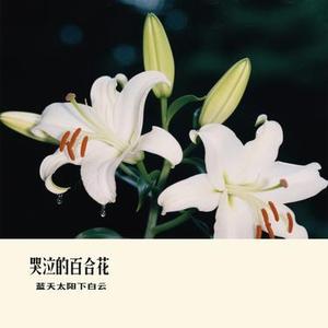 哭泣的百合花 (Cover 孙悦)