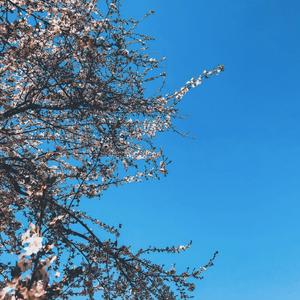 shizuka (feat. yeiku)