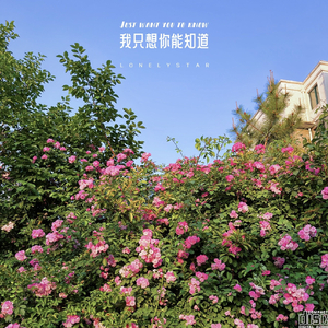 我只想你能知道