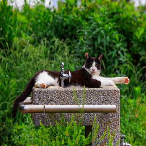 関節は腱でつながっている