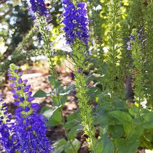 Blue Bud Blast