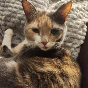 CATSTEP