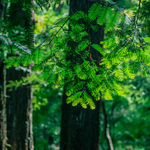 Soporific Sleepscape