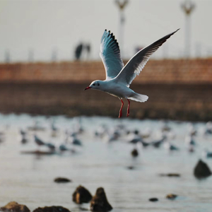 南飞雁（伴奏）